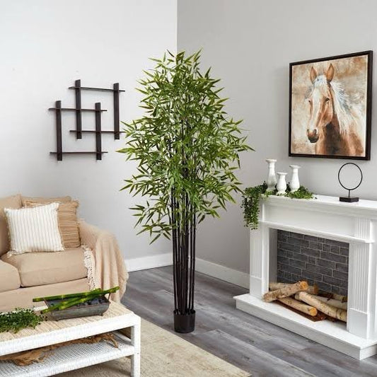 Bamboo Indoor plant